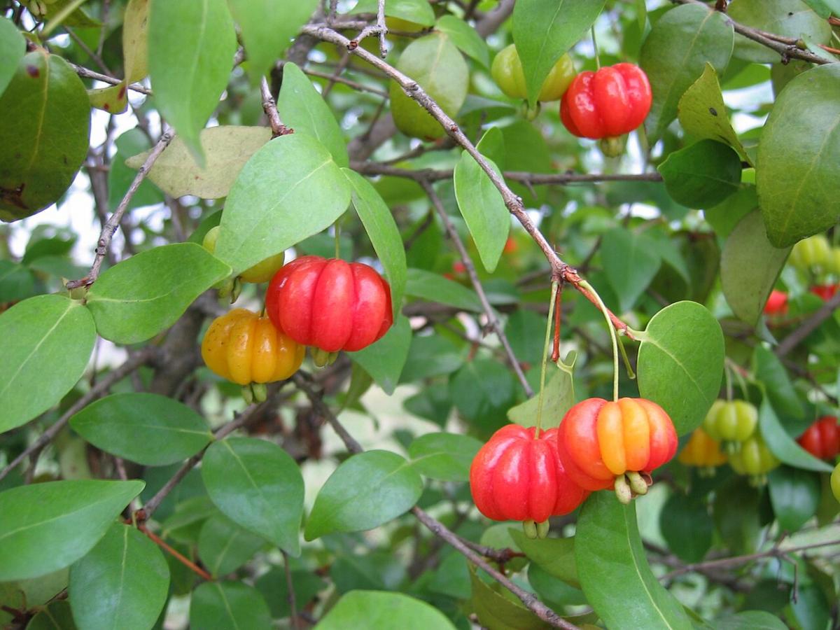 Photographie de Cerisier de Cayenne