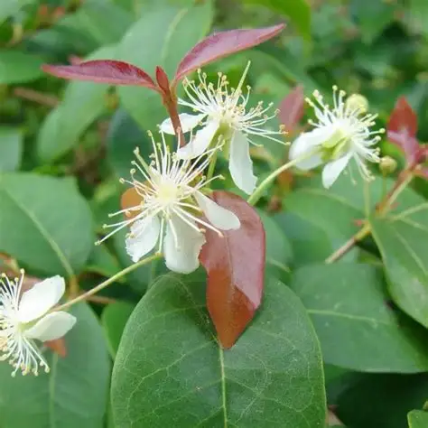 Photographie de Cerisier de Cayenne