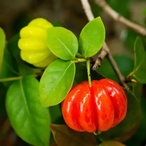Photographie de Cerisier de Cayenne