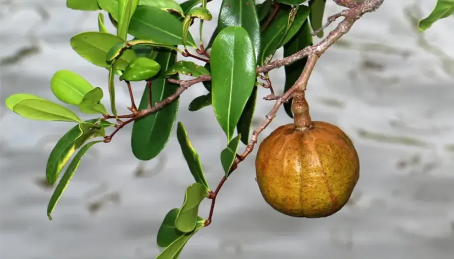 Photographie de Milnéa