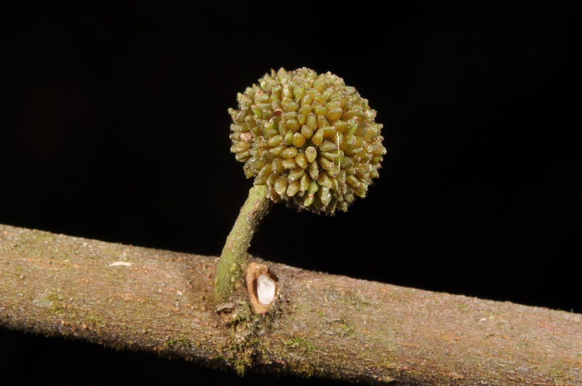 Photographie de Alagasi