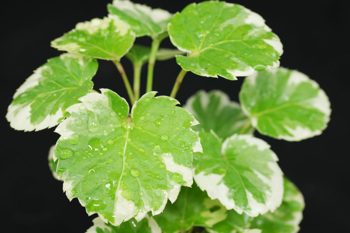 Photographie de Aralia bouclier