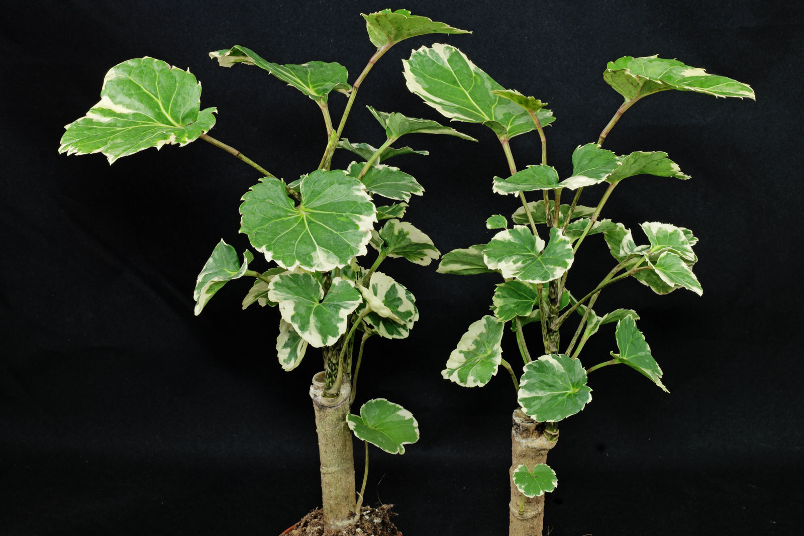 Photographie de Aralia bouclier