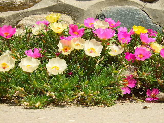 Photographie de Pourpier à grandes fleurs