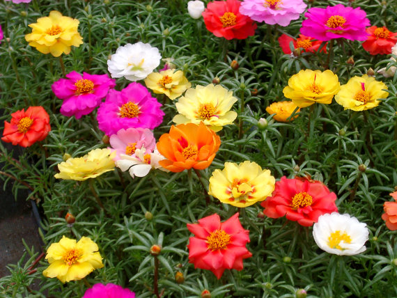 Photographie de Pourpier à grandes fleurs