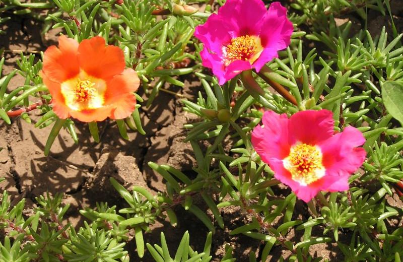 Photographie de Pourpier à grandes fleurs