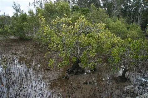 Photographie de Mangrove noire