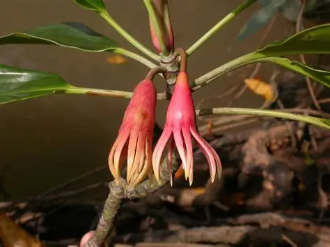 Photographie de Mangrove noire