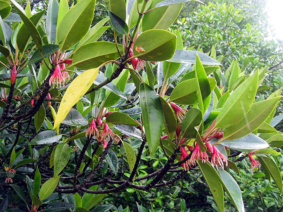 Photographie de Mangrove noire