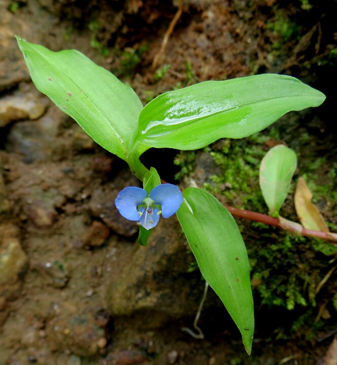 Photographie de Petite fleur d'eau