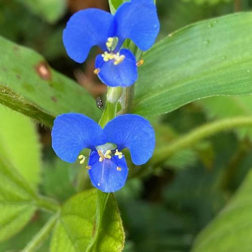Photographie de Petite fleur d'eau