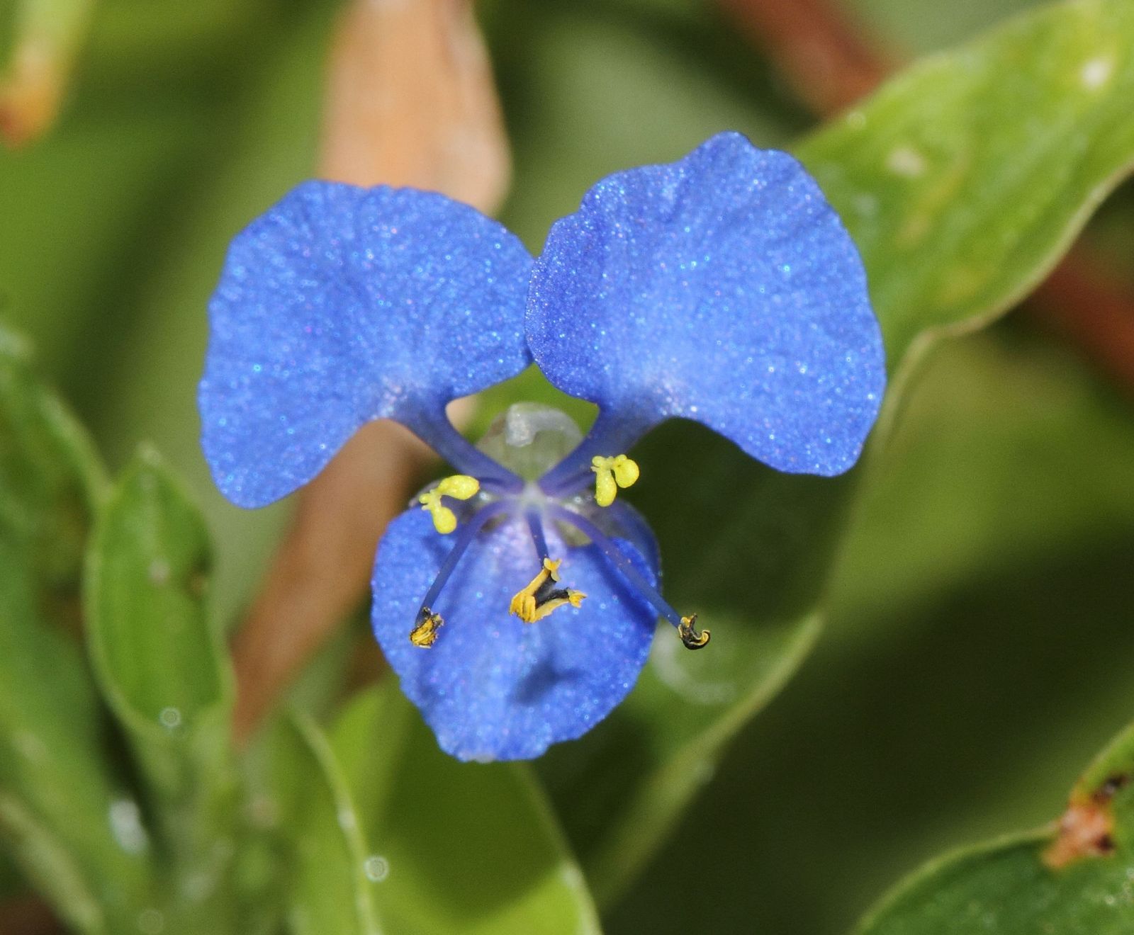 Photographie de Petite fleur d'eau