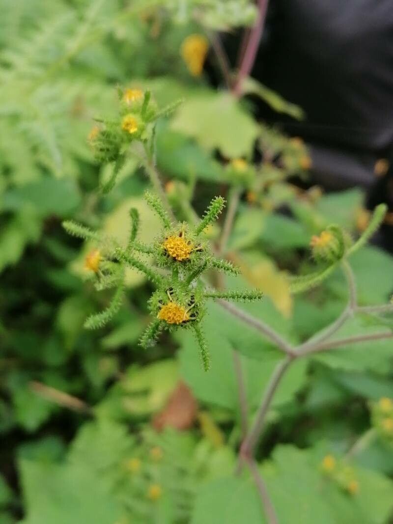 Photographie de Herbe de Saint-paul