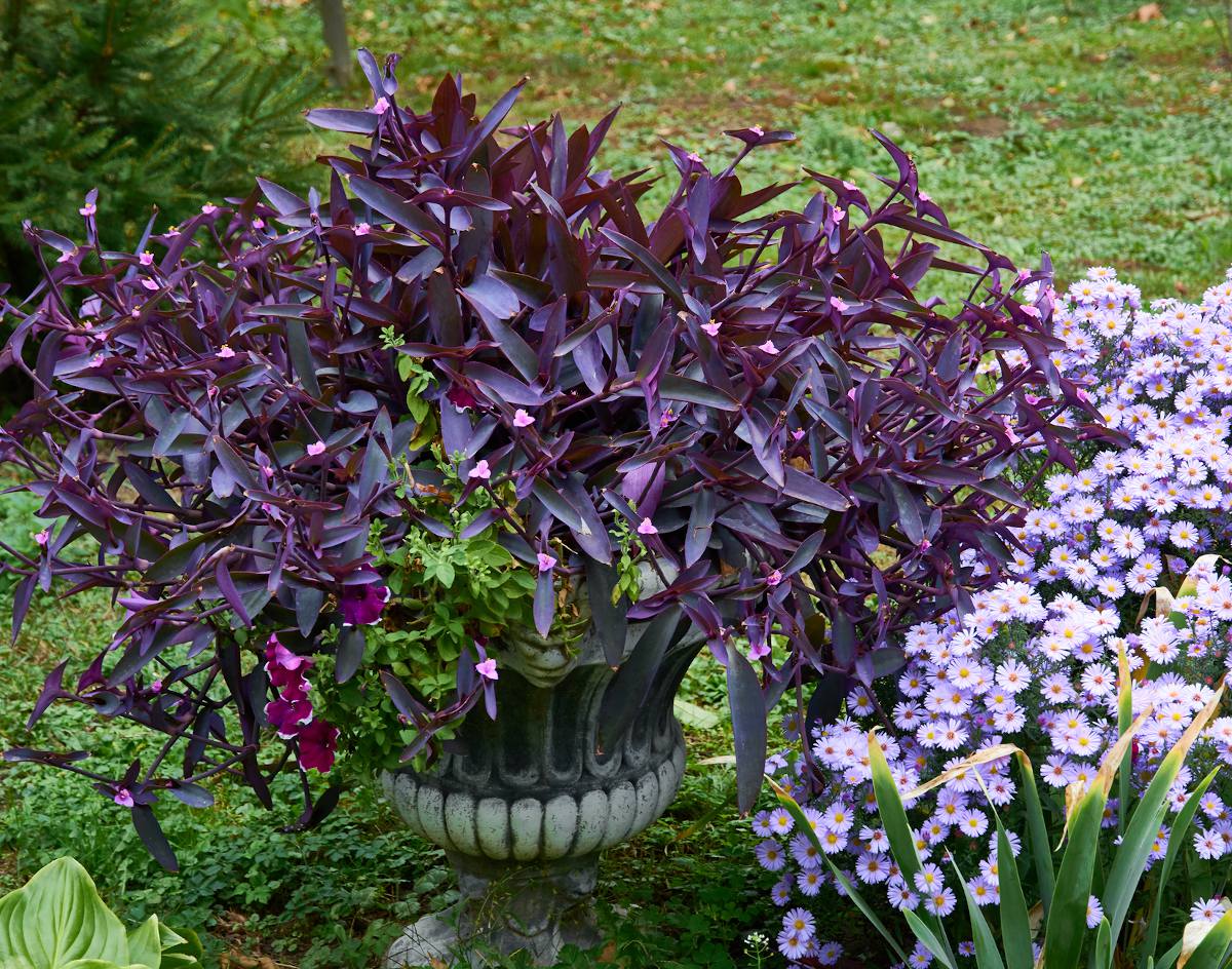 Photographie de Misère pourpre