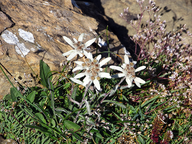 Photographie de Edelweiss