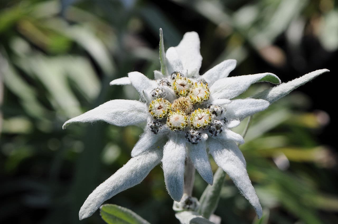 Photographie de Edelweiss
