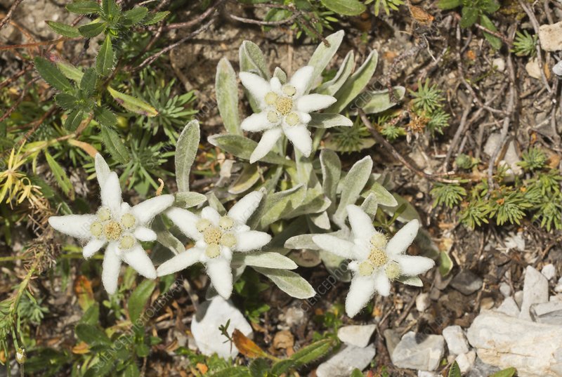 Photographie de Edelweiss
