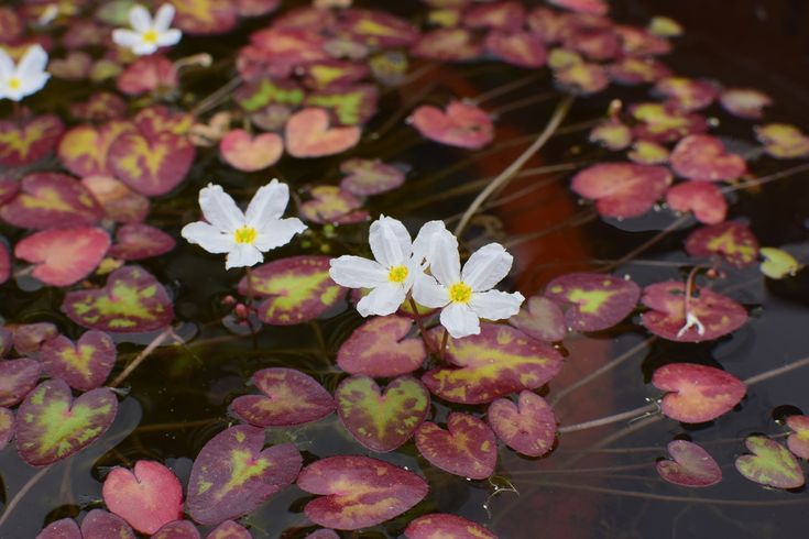 Photographie de Coeur flottant à crête,