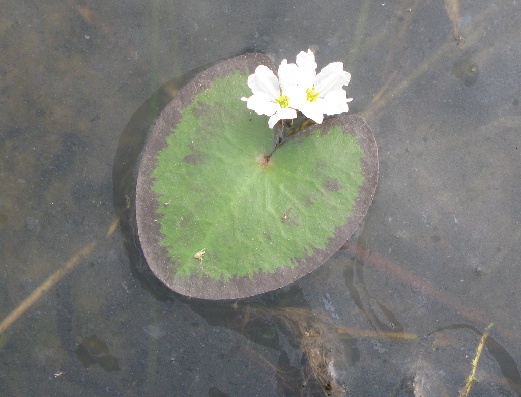 Photographie de Coeur flottant à crête,