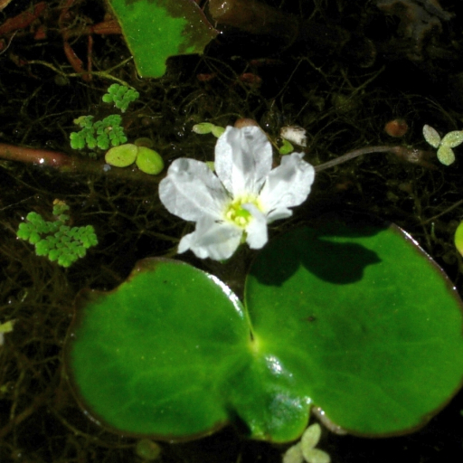 Photographie de Coeur flottant à crête,