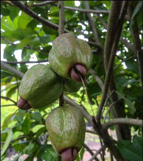 Photographie de Pomme hippopotame