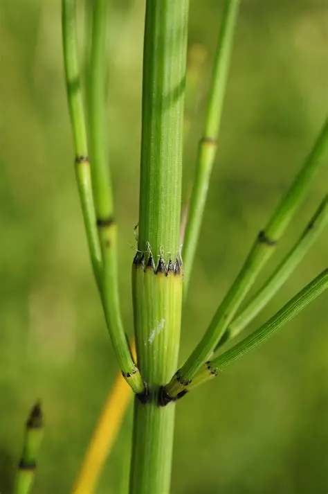 Photographie de Prêle rameuse