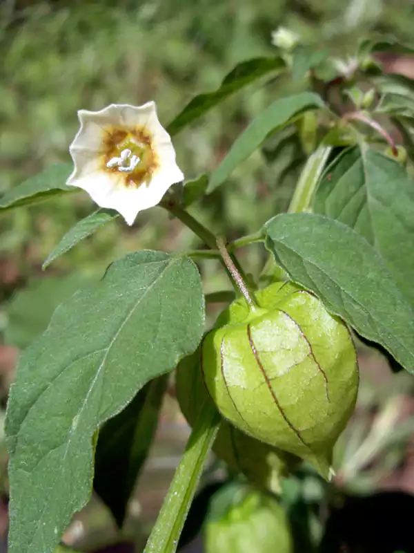 Photographie de Physalis