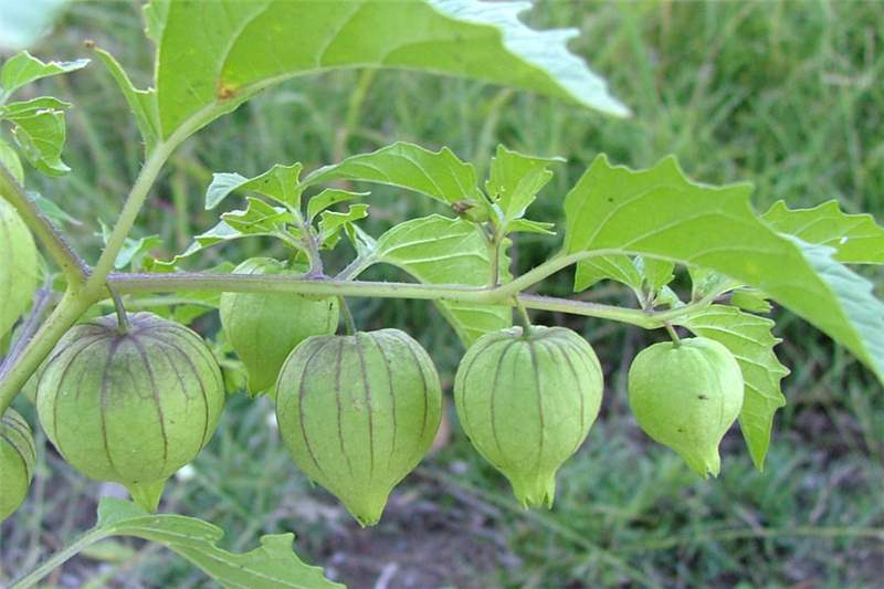 Photographie de Physalis