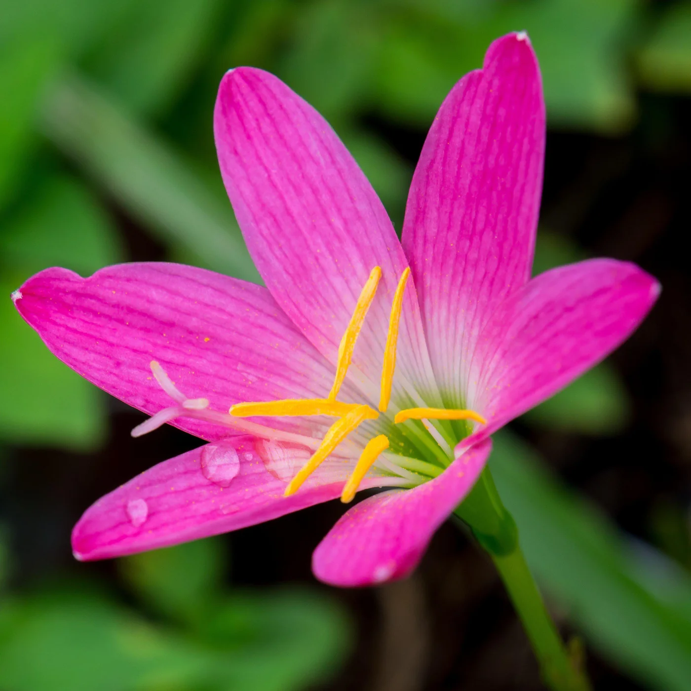 Photographie de lys zéphyr rose
