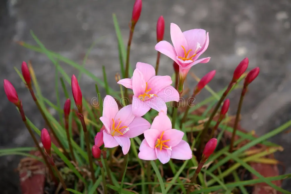 Photographie de lys zéphyr rose