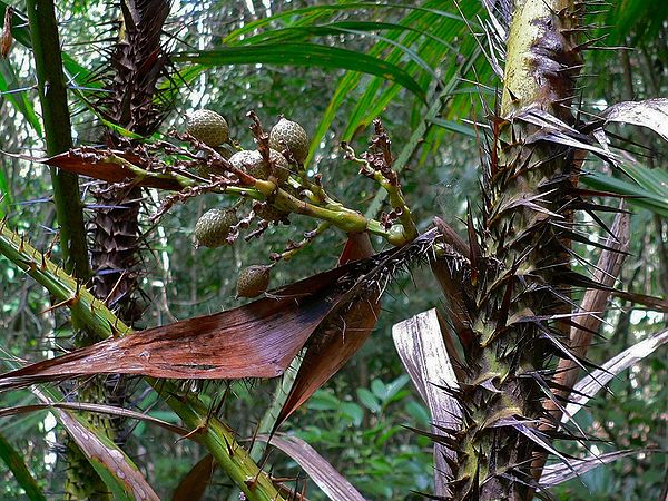 Photographie de Rotang