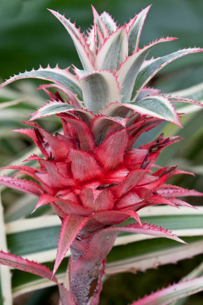Photographie de Ananas rouge
