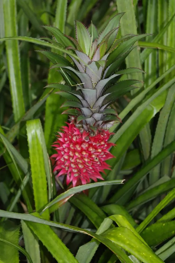 Photographie de Ananas rouge