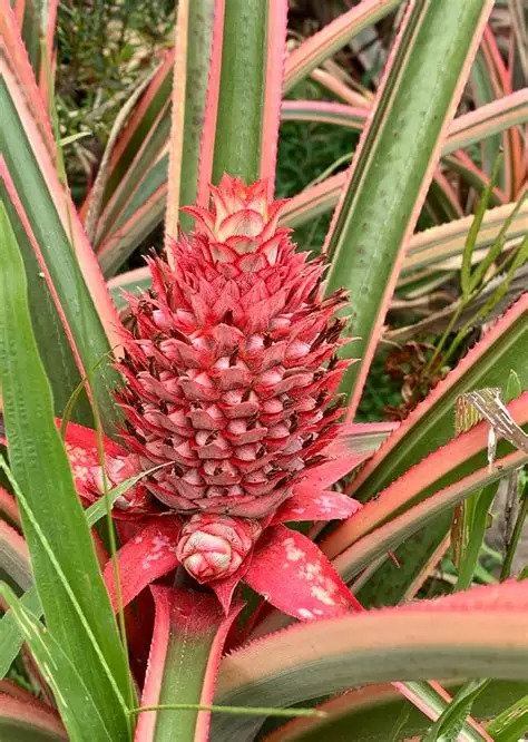 Photographie de Ananas rouge