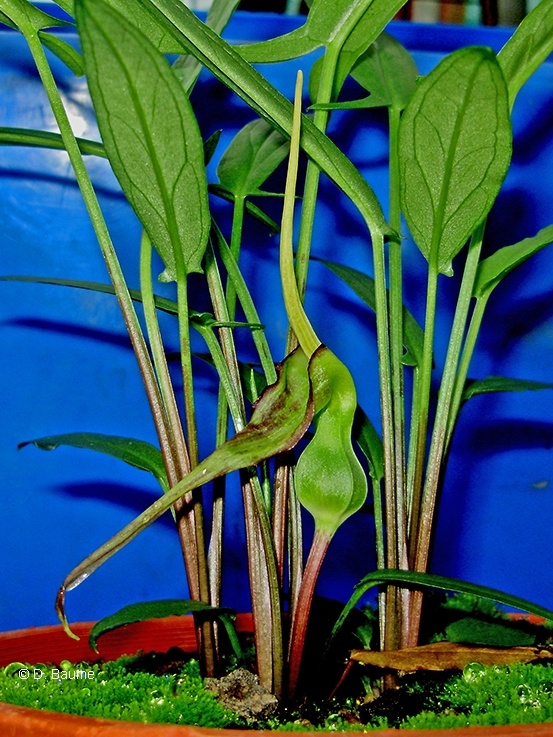 Photographie de Tubercule de rongeur