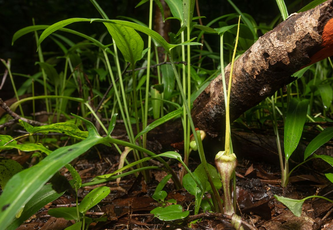 Photographie de Tubercule de rongeur