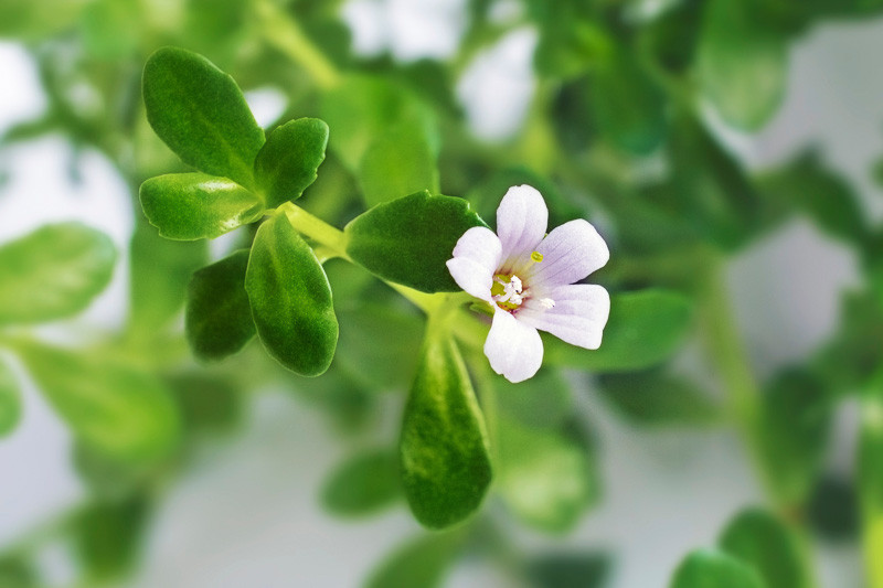 Photographie de Bacopa
