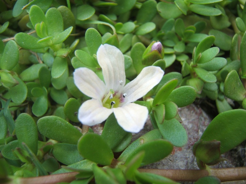 Photographie de Bacopa