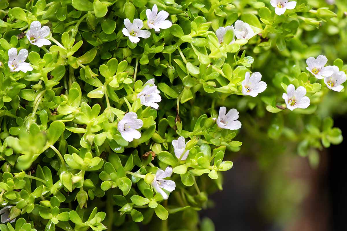 Photographie de Bacopa
