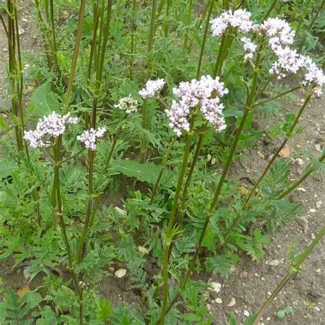Photographie de Valériane officinale