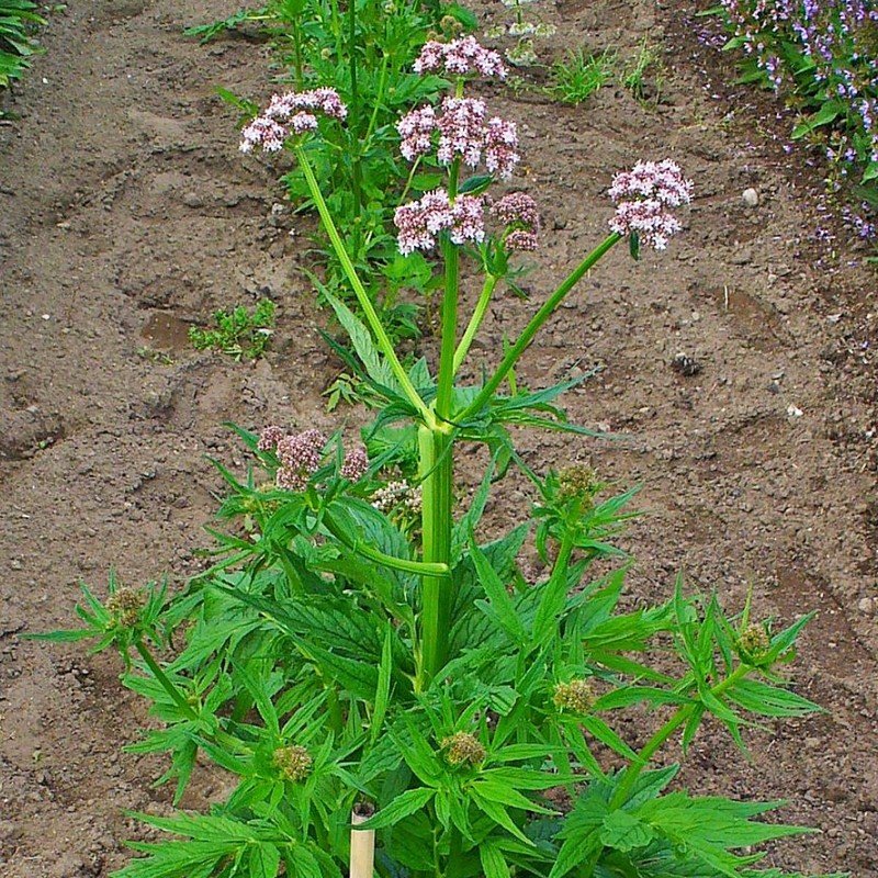 Photographie de Valériane officinale