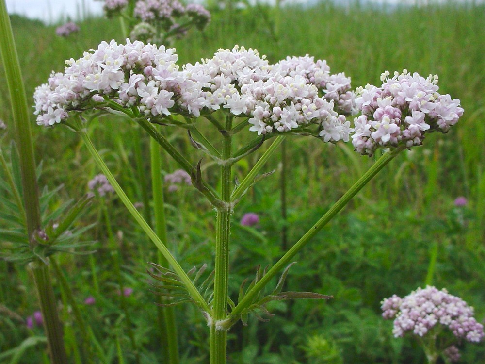 Photographie de Valériane officinale