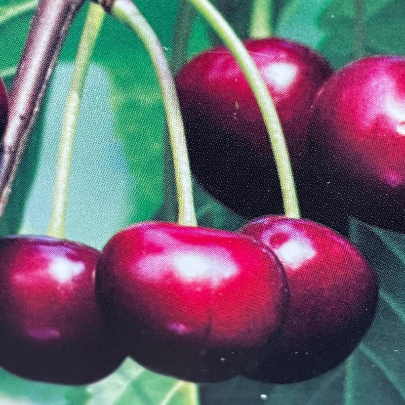 Photographie de Queue de cerise