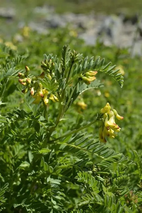 Photographie de Astragale