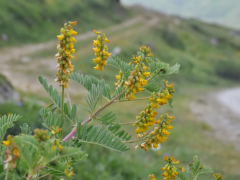 Photographie de Astragale