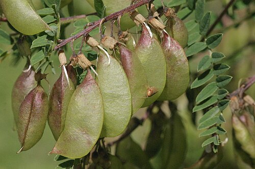 Photographie de Astragale