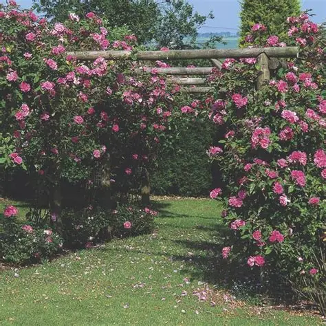 Photographie de Rose des jardins