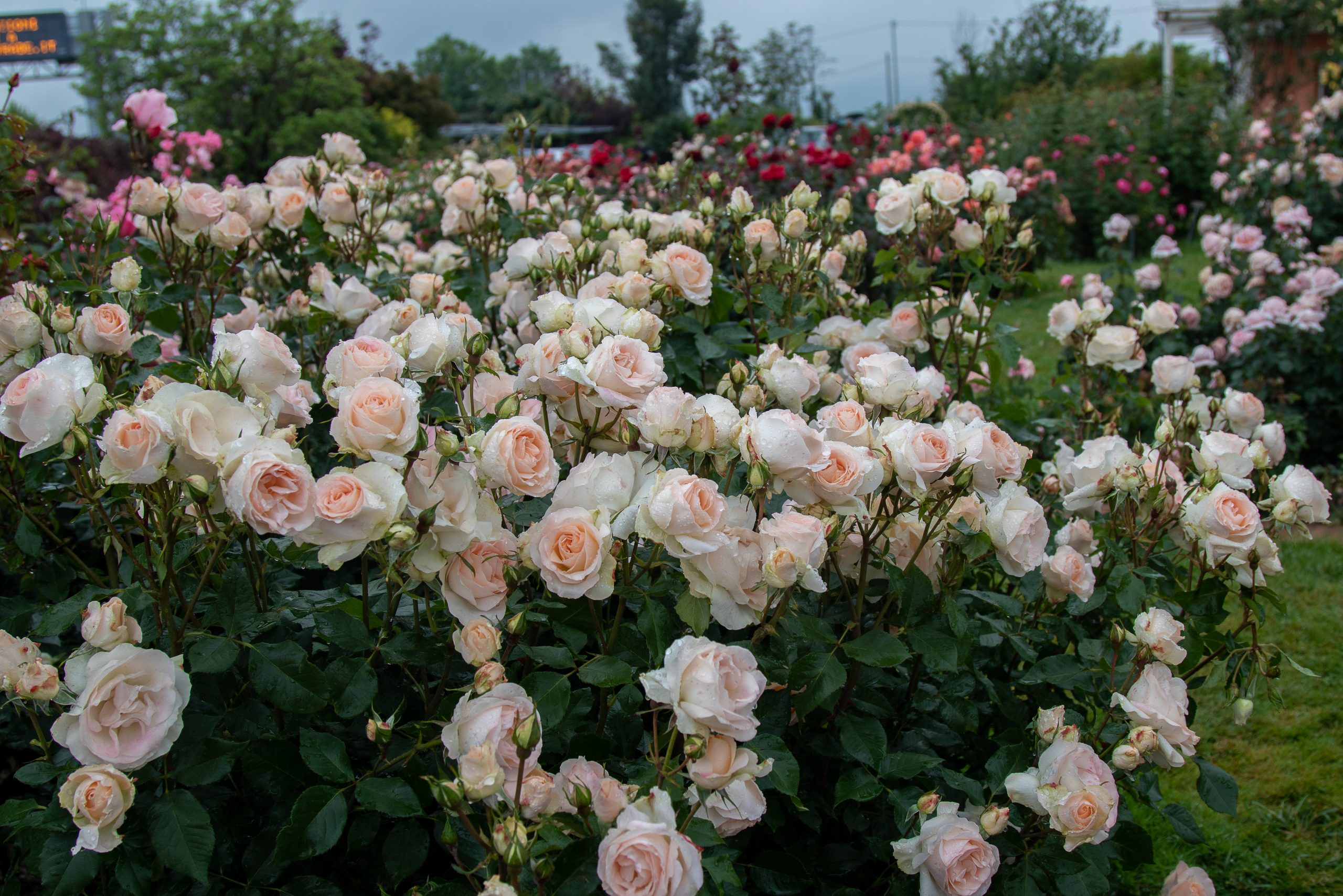 Photographie de Rose des jardins