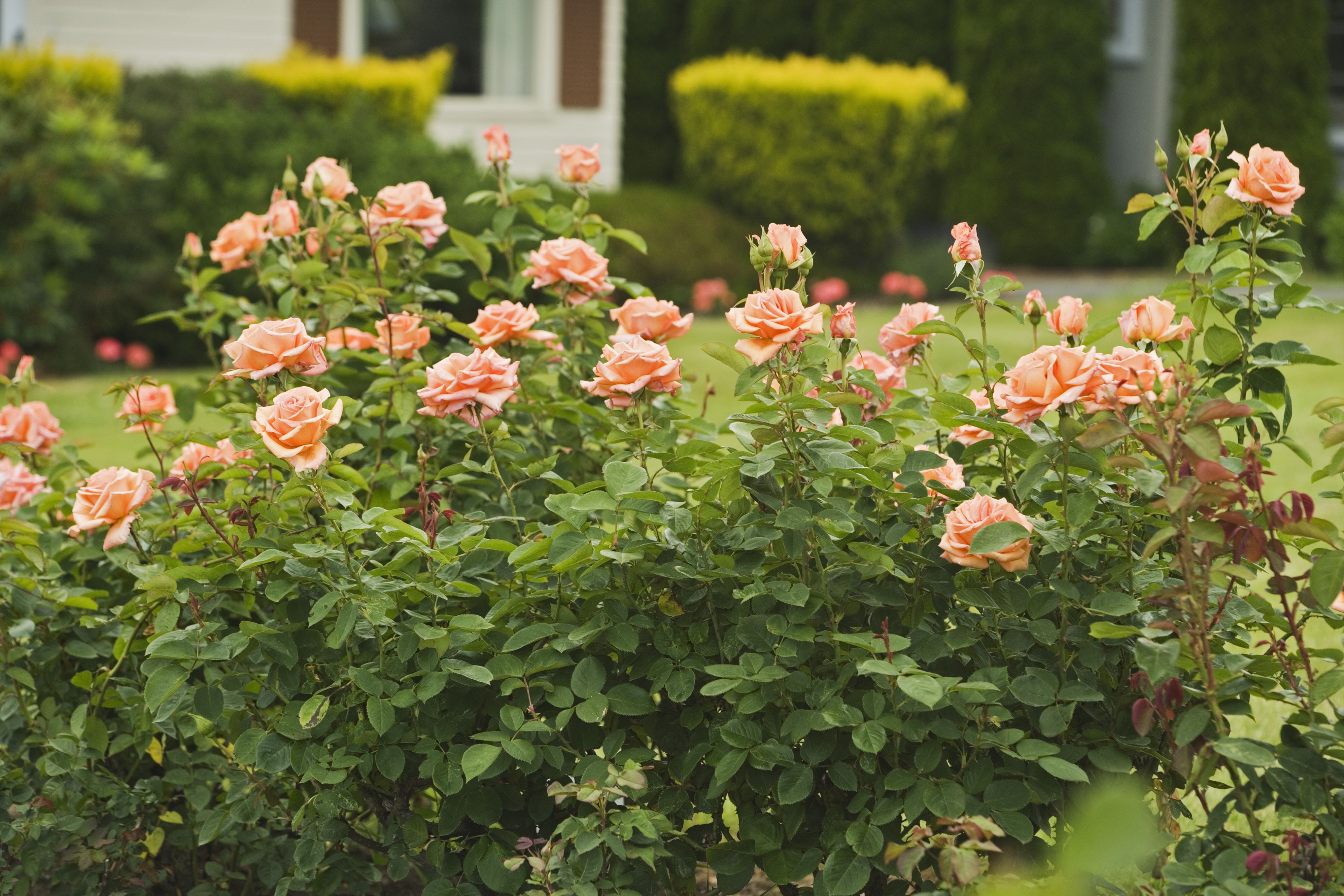 Photographie de Rose des jardins