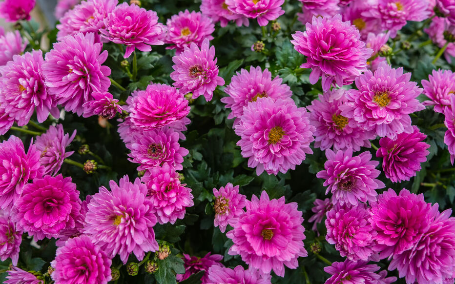 Photographie de Chrysanthème des fleuristes